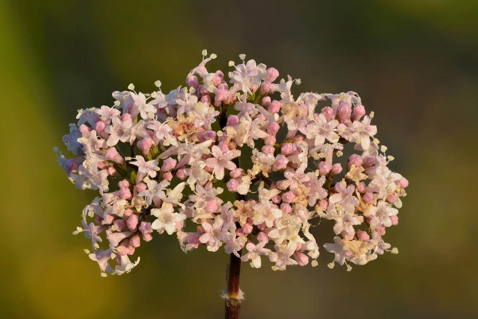 Inflorescence de valériane officinale avec gouttelettes de rosée en gros plan
