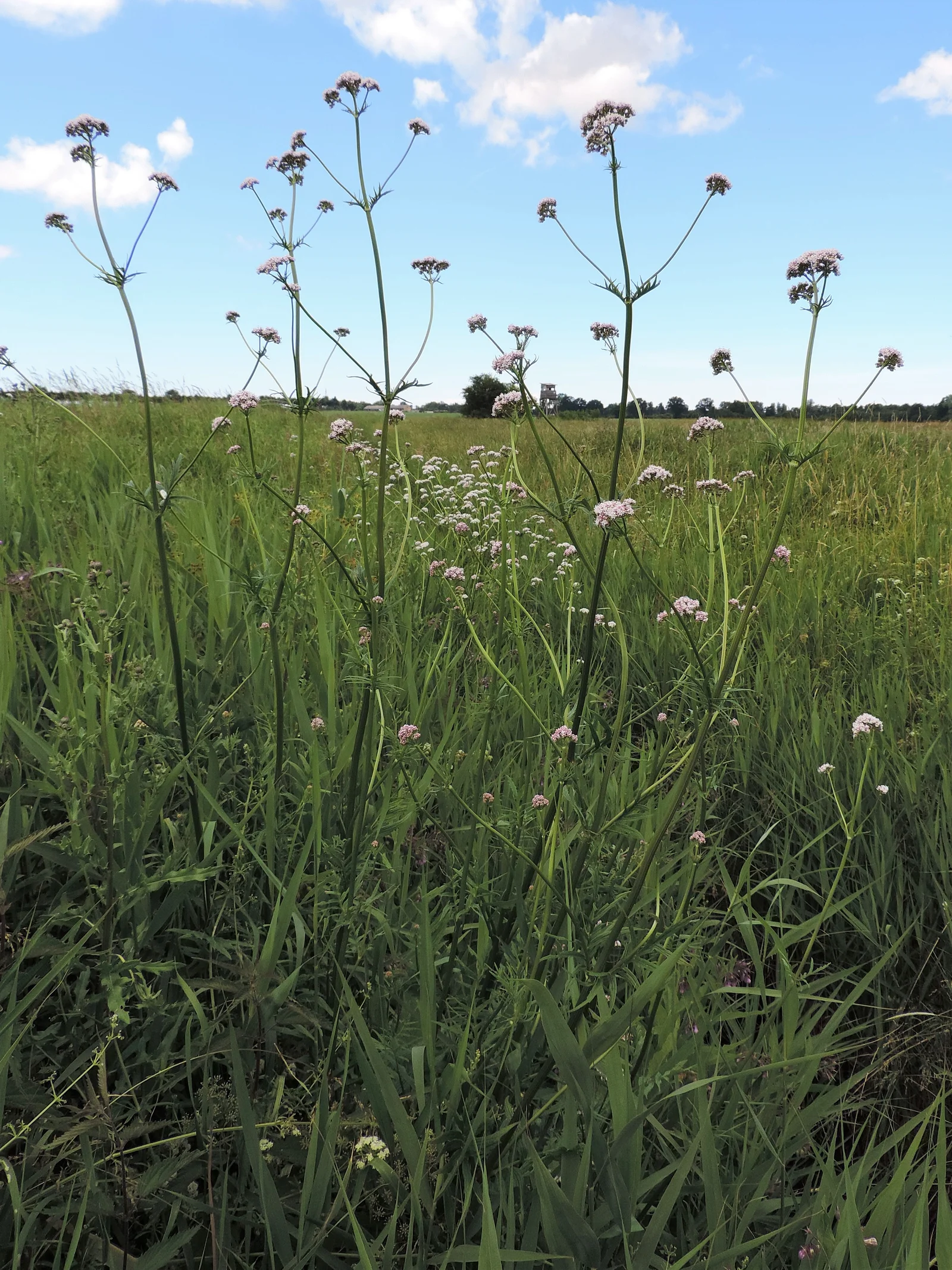 Plante entière de Valeriana officinalis avec feuilles et tiges en fleurs