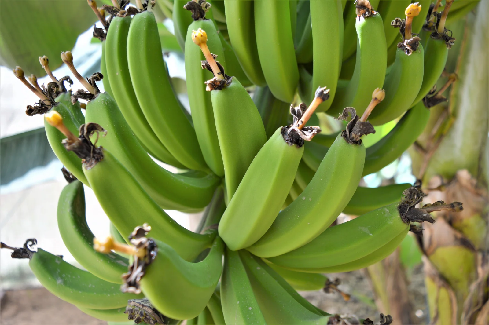 Bananes fraîches, source naturelle de vitamine B6