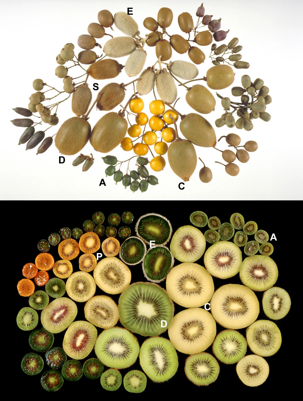 Différentes variétés de kiwis Actinidia, sources de vitamine C et antioxydants